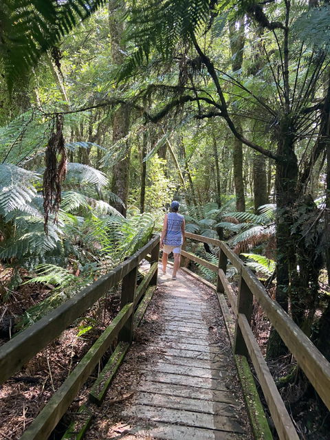 Wirrawilla Rainforest Walk - Tourism Caloundra 2