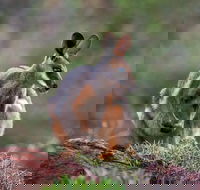 Arkaroola Wilderness Sanctuary - Tourism Caloundra
