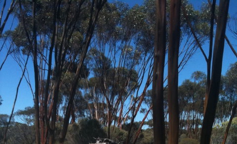 Boorabbin National Park - Tourism Caloundra 0