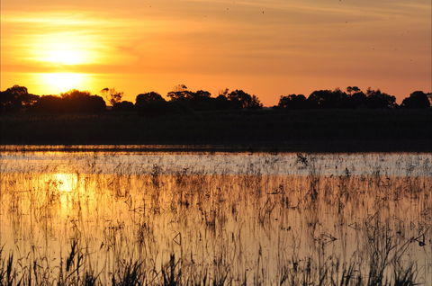 Bool Lagoon Game Reserve And Hacks Lagoon Conservation Park - Tourism Caloundra 0