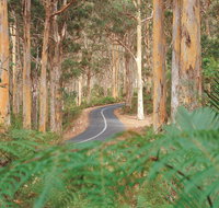 Boranup Karri Forest - Tourism Caloundra