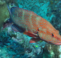 Cobia Hole Dive Site - Tourism Caloundra