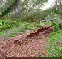 Forest Walking Track Gibraltar Range National Park - Tourism Caloundra