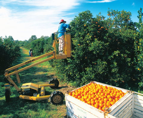 Gayndah's Big Orange - Tourism Caloundra 0