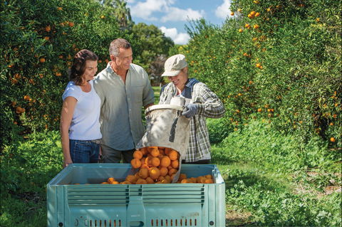 Gayndah's Big Orange - Tourism Caloundra 1