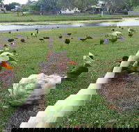 Gooseponds North Mackay - Tourism Caloundra