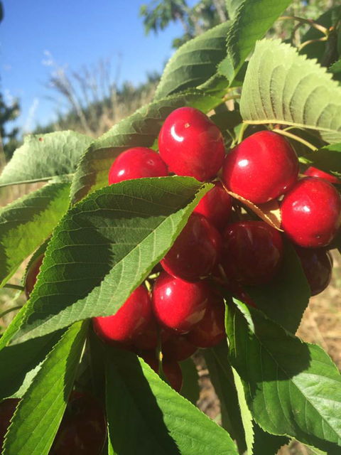 Hill-Lock Orchard - Tourism Caloundra 1