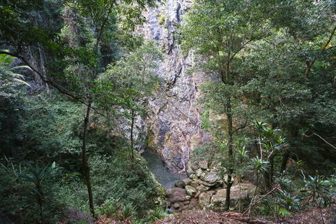 Kondalilla Falls Circuit, Kondalilla National Park - Tourism Caloundra 0