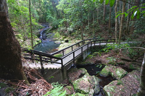 Kondalilla Falls Circuit, Kondalilla National Park - Tourism Caloundra 2