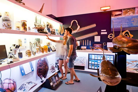 Marine Discovery Centre Hastings Point - Tourism Caloundra 1