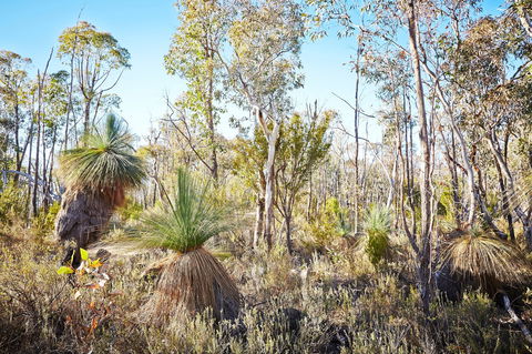 Mt Glenrowan Lookout Walk - Tourism Caloundra 2