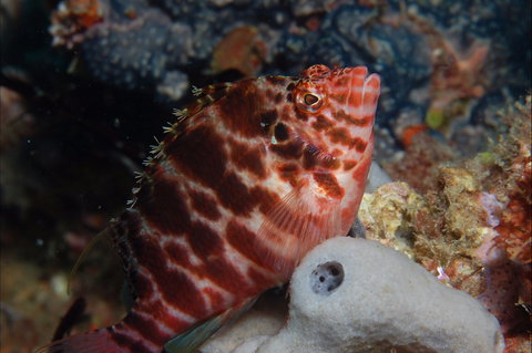 Nursery Reef - Tourism Caloundra 1