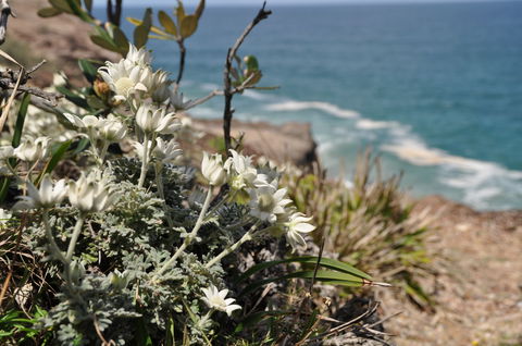 Perpendicular Point - Tourism Caloundra 1