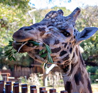 Perth Zoo - Tourism Caloundra