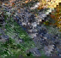 Pine Gully Nature Trail - Tourism Caloundra