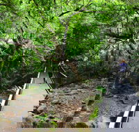 Rainforest Loop Walk Budderoo National Park - Tourism Caloundra