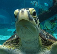 Reef HQ Aquarium - Tourism Caloundra