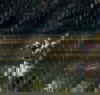 Seaham Swamp Nature Reserve - Tourism Caloundra