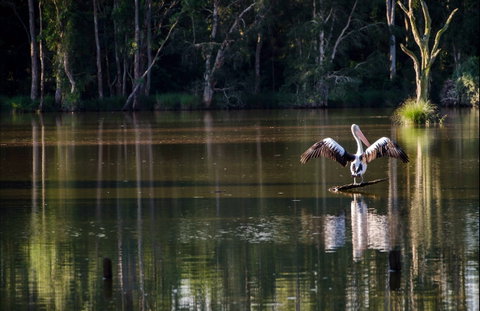 Seaham Swamp Nature Reserve - Tourism Caloundra 0