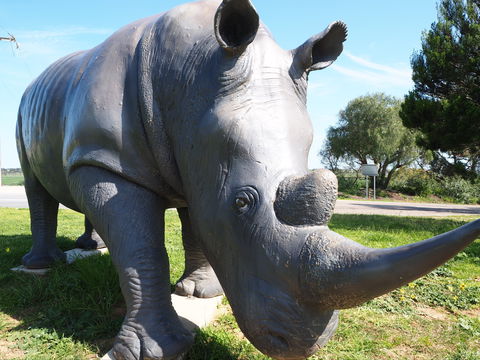 Tailem Bend Rhino Park And Dickson Reserve - Tourism Caloundra 0