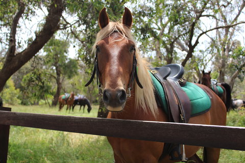 The Ranch - Tourism Caloundra 2