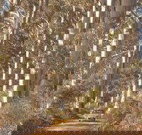 The Great Forest Trees Drive - Tourism Caloundra