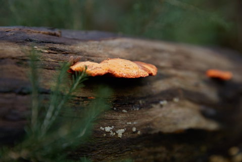 The Briars Park Walking Trails - Tourism Caloundra 1