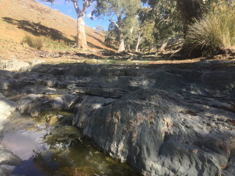 Three Creeks Station -Arkaroona Creek Walk - Tourism Caloundra 0