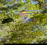 TreeTop Crazy Rider - Tourism Caloundra