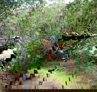 TreeTop Challenge - Tourism Caloundra