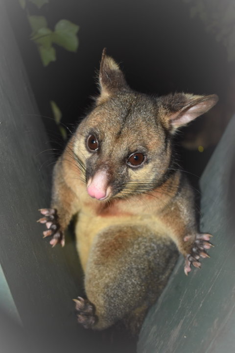 Umpherston Possum Tours - Tourism Caloundra 1