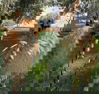 Visit an alpaca farm and get up and personal with these gentle and unique animals - Tourism Caloundra