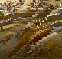 Wagga Wagga Livestock Marketing Centre - Tourism Caloundra