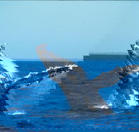 Whale Watching on Keswick Island - Tourism Caloundra