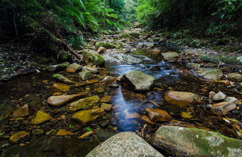 Willi Willi National Park - Tourism Caloundra 0
