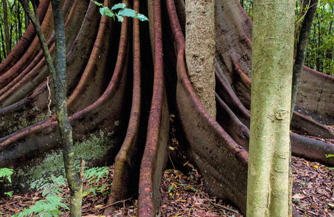 Wingham Brush Nature Reserve - Tourism Caloundra 0