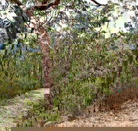 Yango Walking Track - Tourism Caloundra