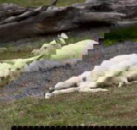 Yarra Valley Nocturnal Zoo - Tourism Caloundra