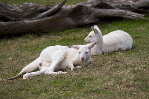 Yarra Valley Nocturnal Zoo - Tourism Caloundra 0