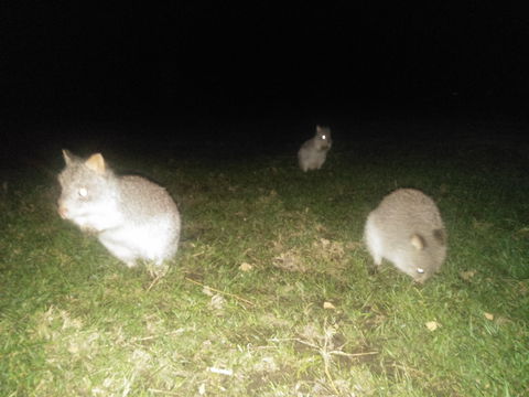 Yarra Valley Nocturnal Zoo - Tourism Caloundra 2