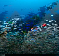 Aarhus Dive Site - Tourism Caloundra