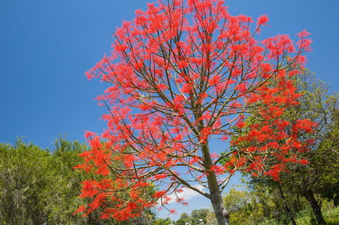 Ashby - Tourism Caloundra 1