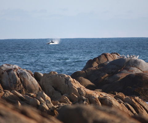 Cape Conran Coastal Park - Tourism Caloundra 1