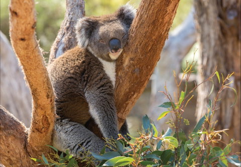 Cleland Wildlife Park - Tourism Caloundra 0