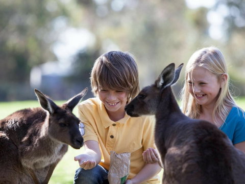 Cleland Wildlife Park - Tourism Caloundra 1