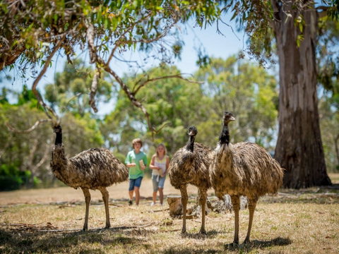 Cleland Wildlife Park - Tourism Caloundra 2