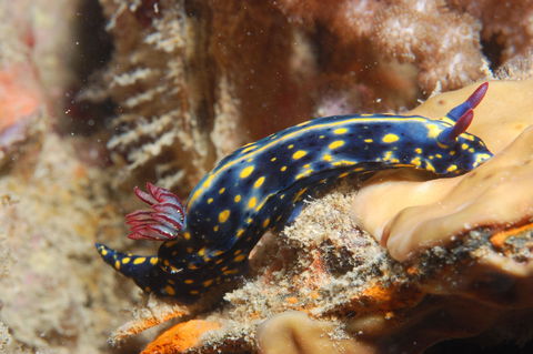 Cochrane Artificial Reef Dive Site - Tourism Caloundra 0