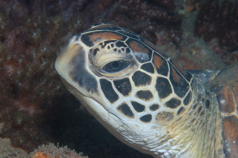 Cochrane Artificial Reef Dive Site - Tourism Caloundra 2