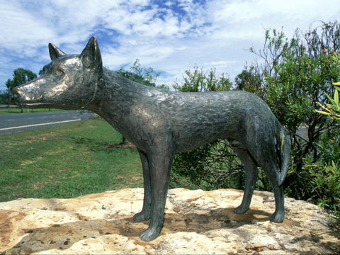 Dingo Statue - Tourism Caloundra 0