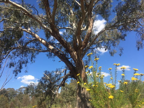 Euroa Arboretum - Tourism Caloundra 0